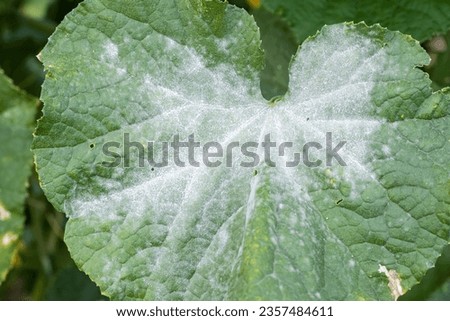 Powdery mildew on cucumber leaves.