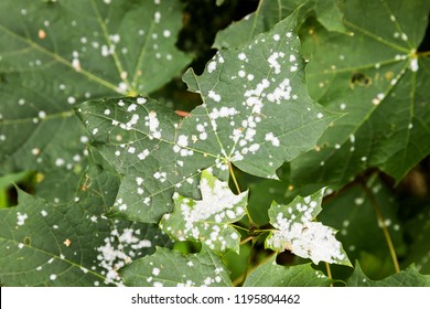 Maple Tree Disease Images, Stock Photos & Vectors | Shutterstock