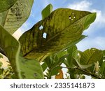 Powdery mildew. The pathogen can affect foliage, young shoots, inflorescences and fruit of guava. Typical symptoms associated with this disease include distortion, defoliation, reduced growth.