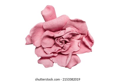 powdery pink gardenia isolated background with clipping path. no shadows.