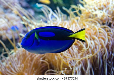 A Power Blue Surgeonfish on coral background (appears in Finding Nemo Pixar cartoon as Dory)