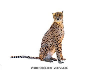 Power Cheetah Sitting Front View, On White Background, Isolated.