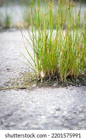 The Power Of Growth. Sprouted Sprout Through The Asphalt. The Plant Broke Through The Concrete. Power Of Nature. Overgrown City.