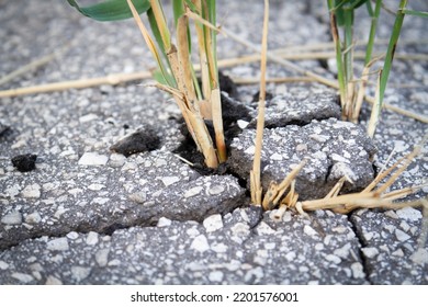 The Power Of Growth. Sprouted Sprout Through The Asphalt. The Plant Broke Through The Concrete. Power Of Nature. Overgrown City.