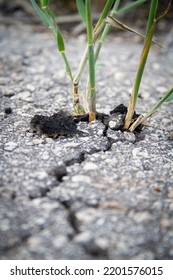 The Power Of Growth. Sprouted Sprout Through The Asphalt. The Plant Broke Through The Concrete. Power Of Nature. Overgrown City.