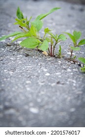 The Power Of Growth. Sprouted Sprout Through The Asphalt. The Plant Broke Through The Concrete. Power Of Nature. Overgrown City.