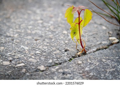 The Power Of Growth. Sprouted Sprout Through The Asphalt. The Plant Broke Through The Concrete. Power Of Nature. Overgrown City.