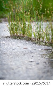 The Power Of Growth. Sprouted Sprout Through The Asphalt. The Plant Broke Through The Concrete. Power Of Nature. Overgrown City.