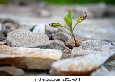 The Power Of Growth. Sprouted Sprout Through The Asphalt. The Plant Broke Through The Concrete. Power Of Nature. Overgrown City.