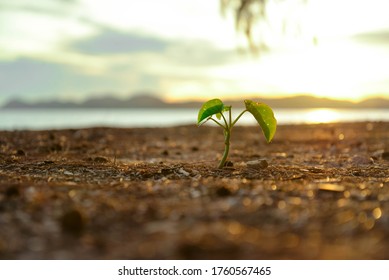 power of life the tree on the beach  , new tree on the beach and moutain  - Shutterstock ID 1760567465