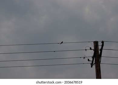 Power Lines with Bird on Cloudy Day - Powered by Shutterstock