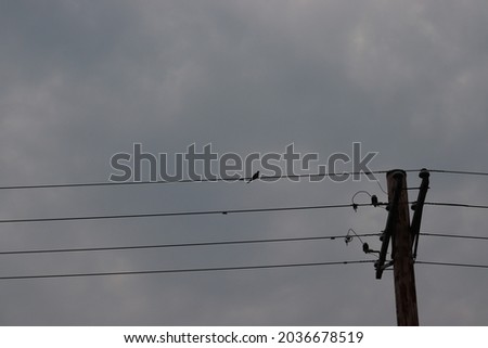 Power Lines with Bird on Cloudy Day