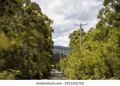 power lines in the bush in summer