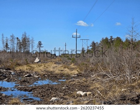 Power lines extending far into the distance through a mucky area in the woods.