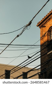 Power lines stretch across a clear sky as sunlight illuminates a brick building and a solitary bird perches nearby.