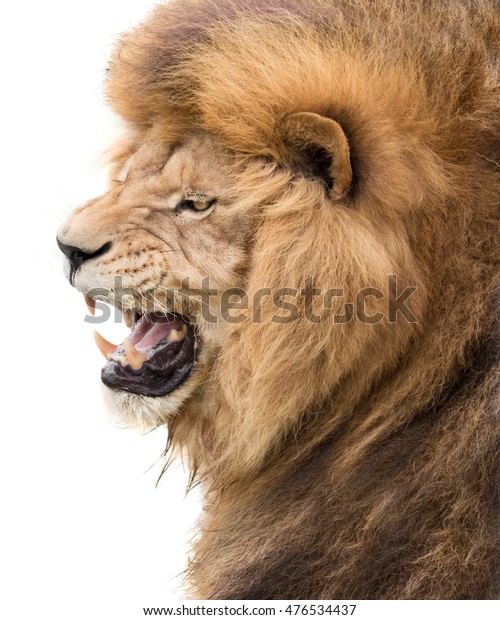 Power Lions Stock Photo (Edit Now) 476534437