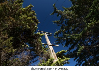 Power Pole On Waiheke Island