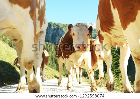 powered cows at the alp