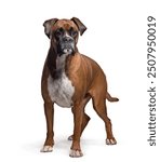 Powerful adult boxer dog standing on a white background looking alert