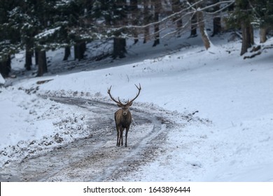 Powerful Adult Deer Walks On A Snowy Winter Road.