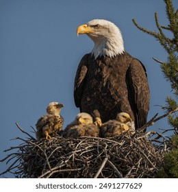 A powerful Bald Eagle with a gleaming yellow beak and sharp talons stands guard on a massive nest of sticks. Below, peek out two or three fuzzy white chicks, their heads still covered in down.  - Powered by Shutterstock