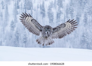 Powerful bird of prey, Great Grey Owl, Strix nebulosa landing with spread wings hunting for its prey in Finnish taiga forest