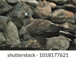 A powerful black eagle on rocks
