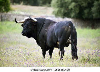 14,069 Spanish black bull Images, Stock Photos & Vectors | Shutterstock