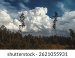 Powerful cumulus clouds over a pine forest. A breathtaking image of nature that conveys a sense of freedom, grandeur and tranquility. A spectacular background for various creative projects.