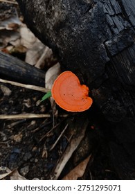 A powerful and dramatically composed macro photograph of a single, vibrant orange shelf or bracket fungus, identified as a Cinnabar Polypore (likely from the Pycnoporus species), growing directly from the deeply scarred, black surface of a charred burnt log. This low-angle close-up shot highlights the intricate, layered textures and delicate contours of the fungus against the deeply textured, dark charcoal-black wood.