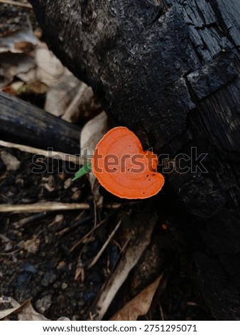 A powerful and dramatically composed macro photograph of a single, vibrant orange shelf or bracket fungus, identified as a Cinnabar Polypore (likely from the Pycnoporus species), growing directly from the deeply scarred, black surface of a charred burnt log. This low-angle close-up shot highlights the intricate, layered textures and delicate contours of the fungus against the deeply textured, dark charcoal-black wood.