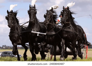 Powerful drive with friesian chariot