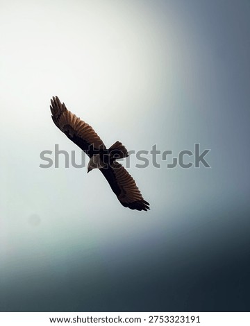 A powerful eagle chasing his dreams beyond heights 