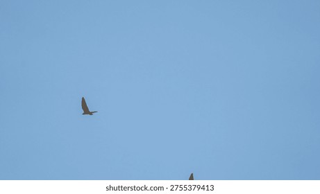 Powerful Falcon Soaring High in a Cloudless Blue Sky During a Daytime Hunting Flight