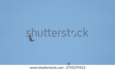 Powerful Falcon Soaring High in a Cloudless Blue Sky During a Daytime Hunting Flight