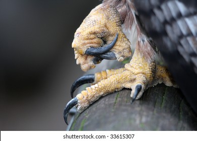 Powerful Feet And Talons Of An Eagle Bird