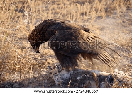 Powerful golden eagle stands over its rabbit prey in a dusty field. This majestic bird of prey displays detailed brown feathers and sharp talons during a natural hunt.