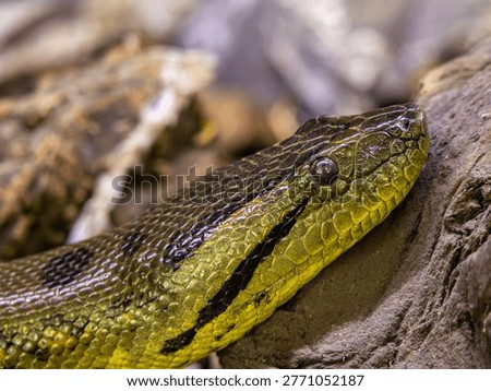 Powerful green anaconda, Eunectes murinus, resting on a log. Detailed macro shot of reptile scales and eye