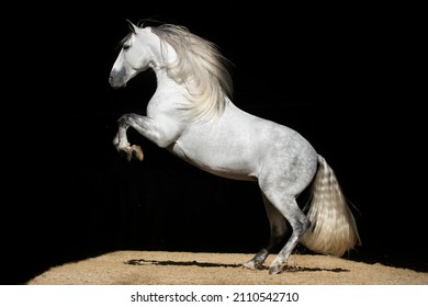 Powerful grey stallion with long mane doing a levade in freedom