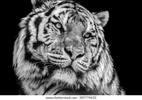 Powerful High Contrast Black White Tiger Animals Wildlife