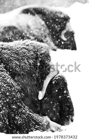 Similar – Image, Stock Photo snowed in Winter Snow Coat