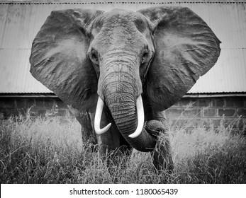 Powerful Image Elephant Black White Stock Photo Edit Now