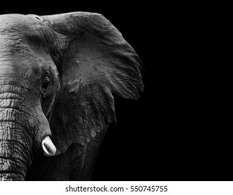 powerful image of an Elephant in black and white