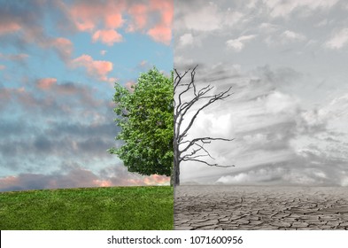 Powerful image of a tree half dead, half alive. Conceptual art of the contrast between life and death.
