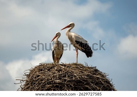 A powerful image of two white storks standin.The storks, with their bright red beaks, stand side by side against a dramatic sky full of white and gray clouds,symbolizing partnership and a strong bond.