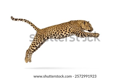 Powerful leopard leaping forward, isolated on white, showcasing its agility and predatory nature