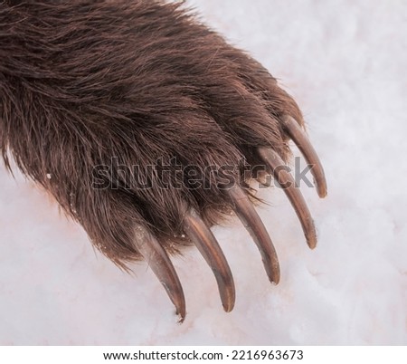 Powerful long sharp claws on the front paw of brown bear.  Grizzly's right front paw in close-up on spring snow. Forelimb of brown Kamchatka bear after hunting.