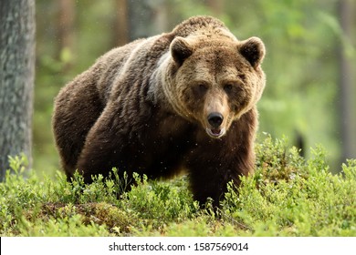 Powerful Male Brown Bear Forest Landscape Stock Photo 1587569014 ...