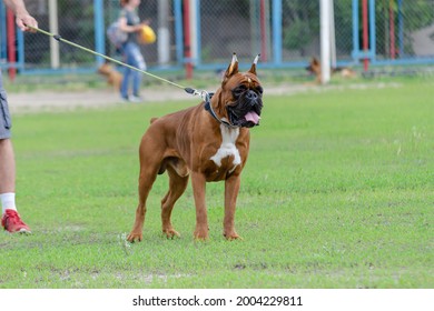 Powerful male German Boxer dog breed stands on a green lawn. Fawn boxer, cropped and docked. Service dog. Pets.