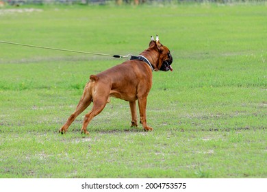 Powerful male German Boxer dog breed stands on a green lawn. Fawn boxer, cropped and docked. Service dog. Pets.